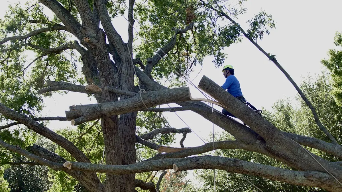 Professional Crown Thinning performed by certified arborists in Colts Neck