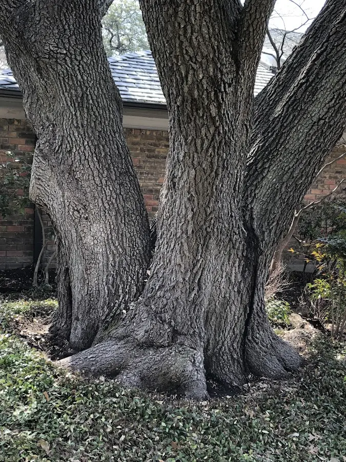 Mature heritage tree close to a Colts Neck property cared for by certified arborists